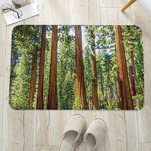 How to revive brown conifers