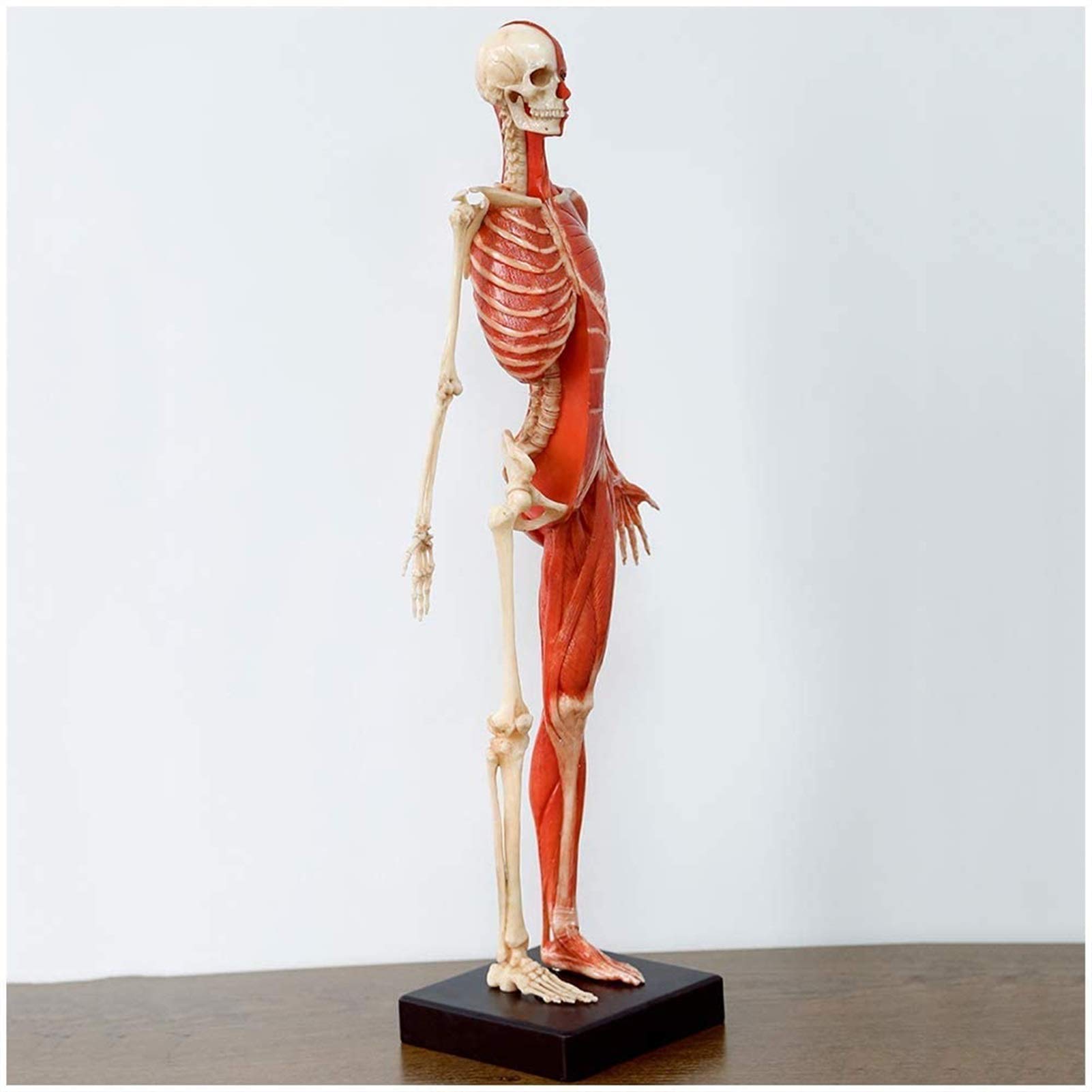 Manekin do rysowania anatomii człowieka - 23 cale / 60 cm Rysunek anatomii kobiety - Model anatomiczny szkieletu mięśni człowieka Odniesienie do szkoły artystycznej Studium i nauczanie