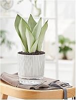 Vista 9 de Macetas de riego automático para plantas de interior, macetas, maceta de riego automático, 2 piezas de 4 + 5.3 pulgadas, rayas negras