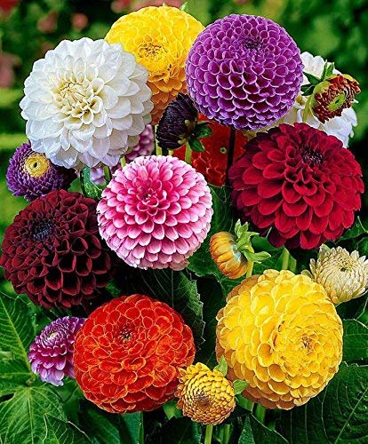 See full amazon price history chart for Hudgle Punjab Seeds Worlds Dahlia Mixed Hybrid - 100+ Seed Per Packet Hudgle Punjab Seeds Worlds Dahlia Mixed Hybrid - 100+ Seed Per Packet (B07RQF221R) Amazon Price History, Amazon Price Tracker