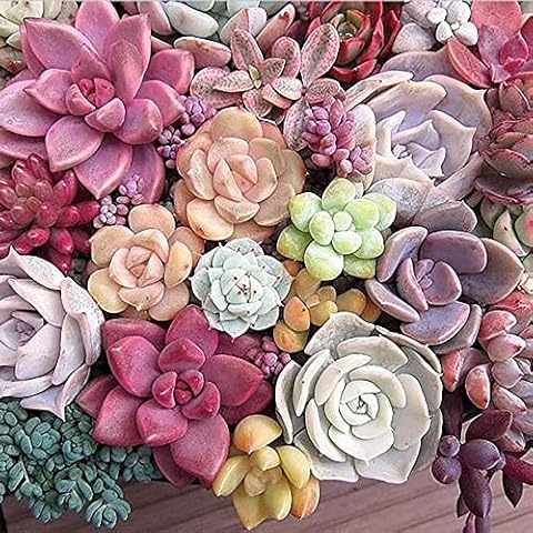 Sugamm DIY Diamond Art Kits Color Succulents Round Full Drill, 5D Diamond Painting Plant Kits for Adults & Kids Beginner Rhinestone Embroidery Cross Stitch for Home Office Wall Decor 35x35 cm Cover