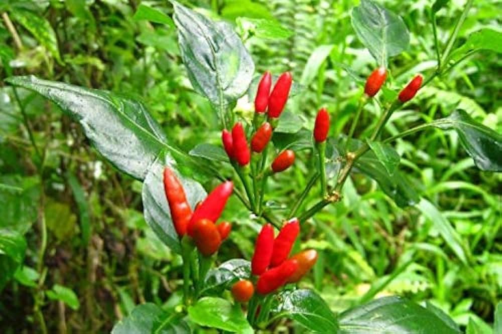 Bird eye chilli plant live (pack of 6) (B0CLT3TCL9) Amazon Price History, Amazon Price Tracker