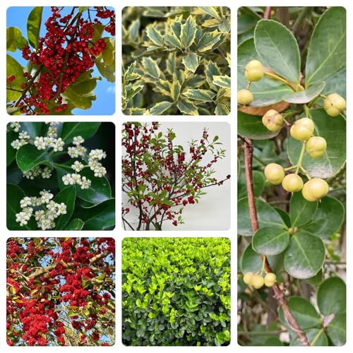 Semillas de acebo, resistentes al aire libre variedades antiguasde balcón jardín rocas jardín resistentes al aire libre pleno 500pcs