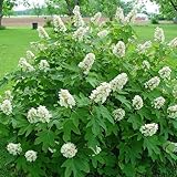 CHUXAY GARDEN Hydrangea Quercifolia Seed 50 Seeds Deciduous Shrub Oakleaf Hydrangea Flowering Plant Popular Ornamental Houseplant