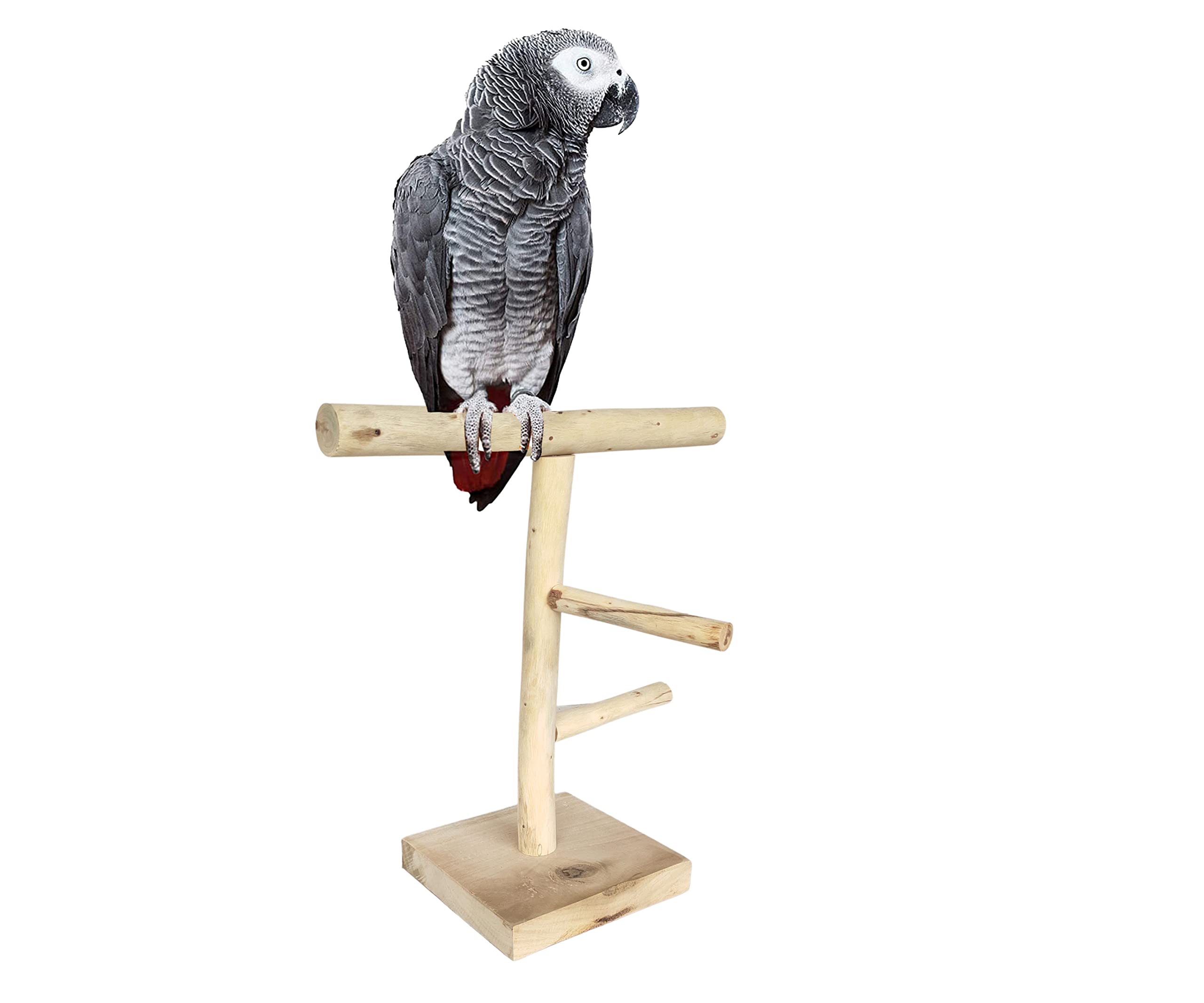KSK Training Gym Cum Exercise Stand with Stairs Natural Wood Playful Perch Bird Stand for Parakeets Cockatiels, Conures, Love Birds,Grey perrot (KSKWBTS002S, 12 INCH) (B01D7MZ4NK) Amazon Price History, Amazon Price Tracker