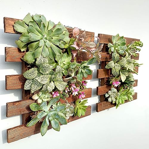 Dexter Enterprises Wall Planter - Hanging Wooden Wall Planter for Indoor Outdoor Plants Wall Mount Planter, Air Plant Holder, Wooden Trellis for Climbing Plants (29 Cm (Set of-2))