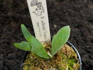 Amazon｜frog_yamato【willinckii yellow moon dwarf 】YMDS イエロー