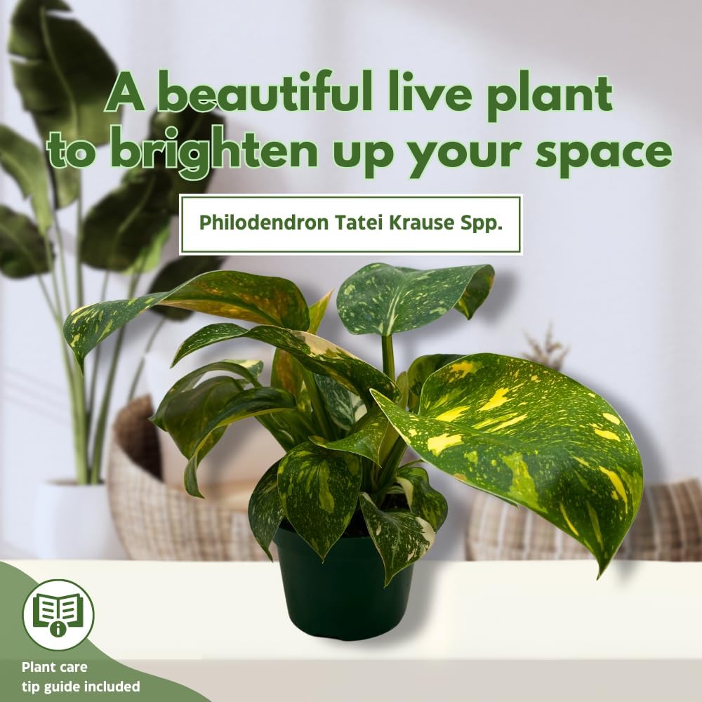 BubbleBlooms Philodendron Copper Flame Variegated in a 4 inch Pot