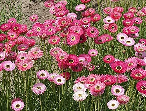 David's Garden Seeds Flower Daisy Paper 4233 (Multi) 500 Non-GMO, Open Pollinated Seeds