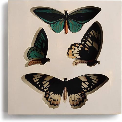 Miniatura 2 de DEMDACO Caja de sombra de mariposa grande