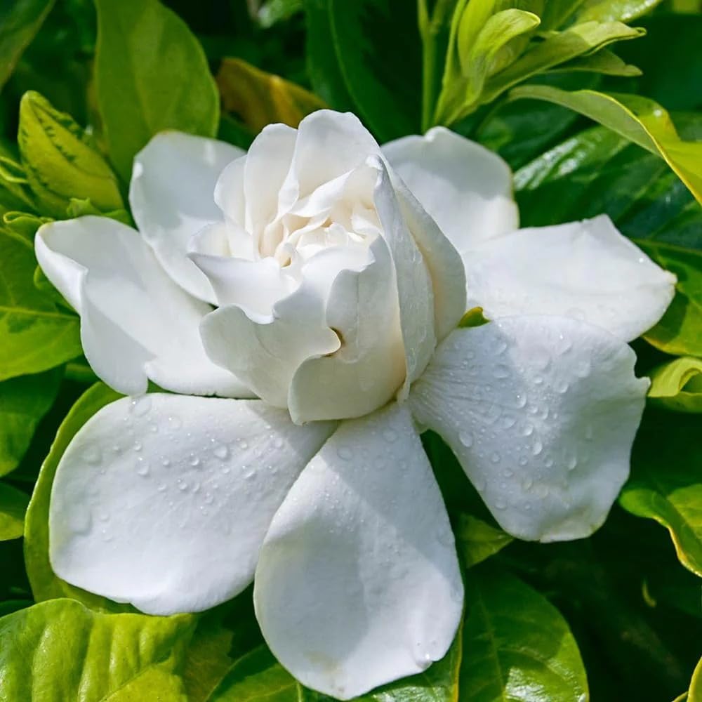 The Gifti ® Gandhraj Gardenia Fragrant Flower Cape Jasmine1 Healthy Live Plant Rare Hybrid Flower Plant for Indoor Outdoor Home garden (B0CS67S41H) Amazon Price History, Amazon Price Tracker