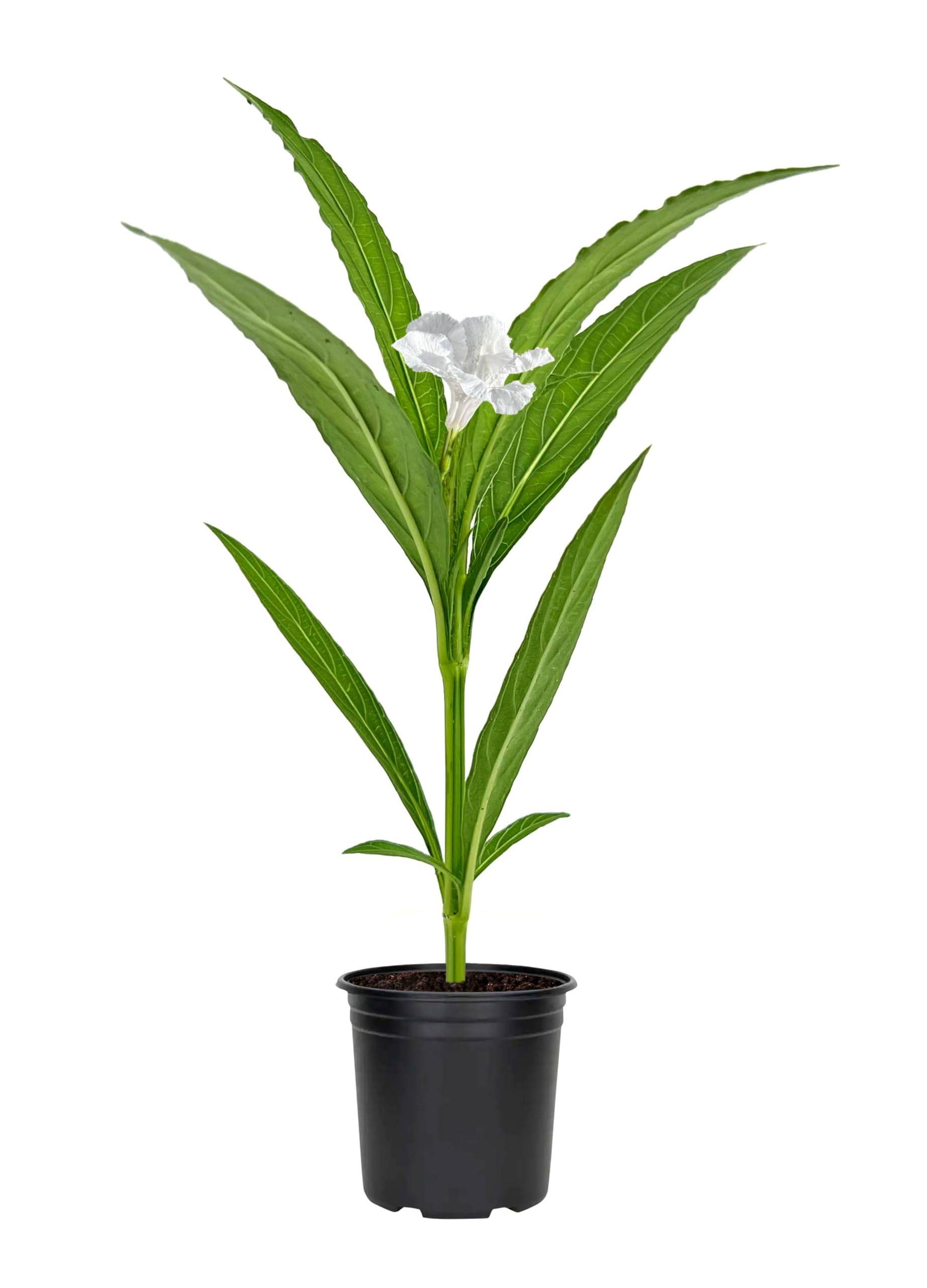 Mexican Petunia White 3 Pots