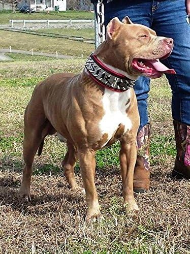 Bestia® Genuine Leather Personalized Dog Collar. Your Dogs Name Engraved on Stainless Steel! 2.5 inch Wide. Padded. Durable & Comfortable. Hand Made Pitbull.Cane Corso.Rottweiler.Bully