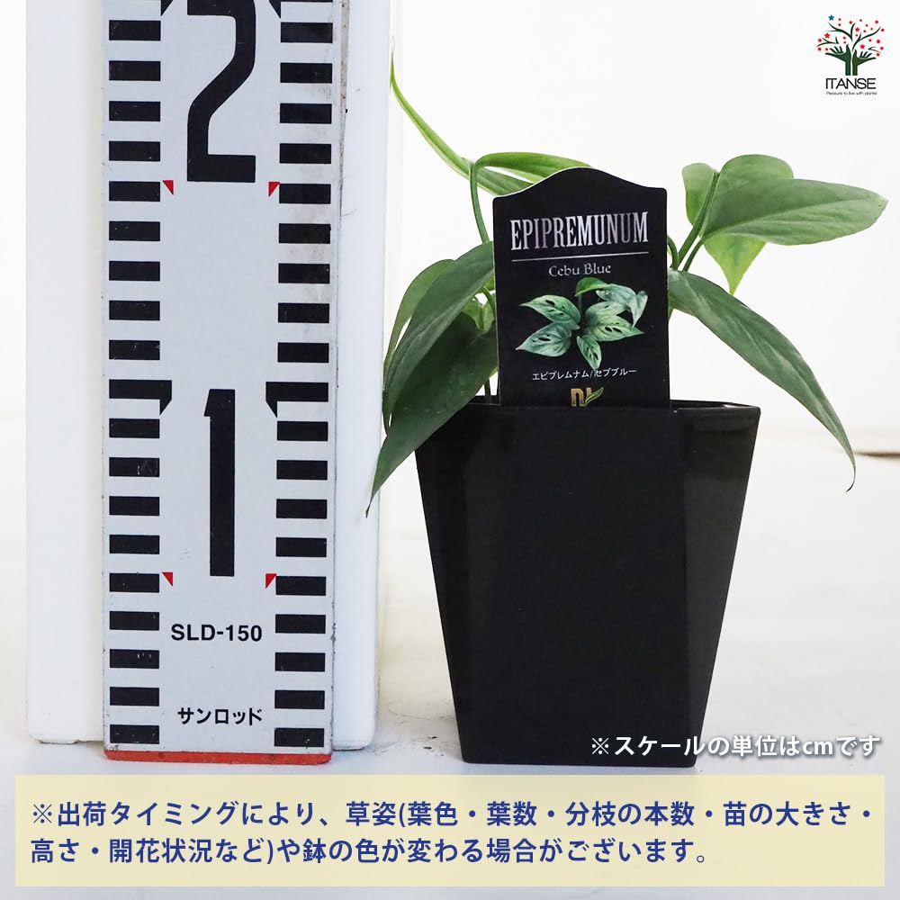 Amazon｜ITANSE エピプレナム ピナツム セブブルー 3.5号 2個