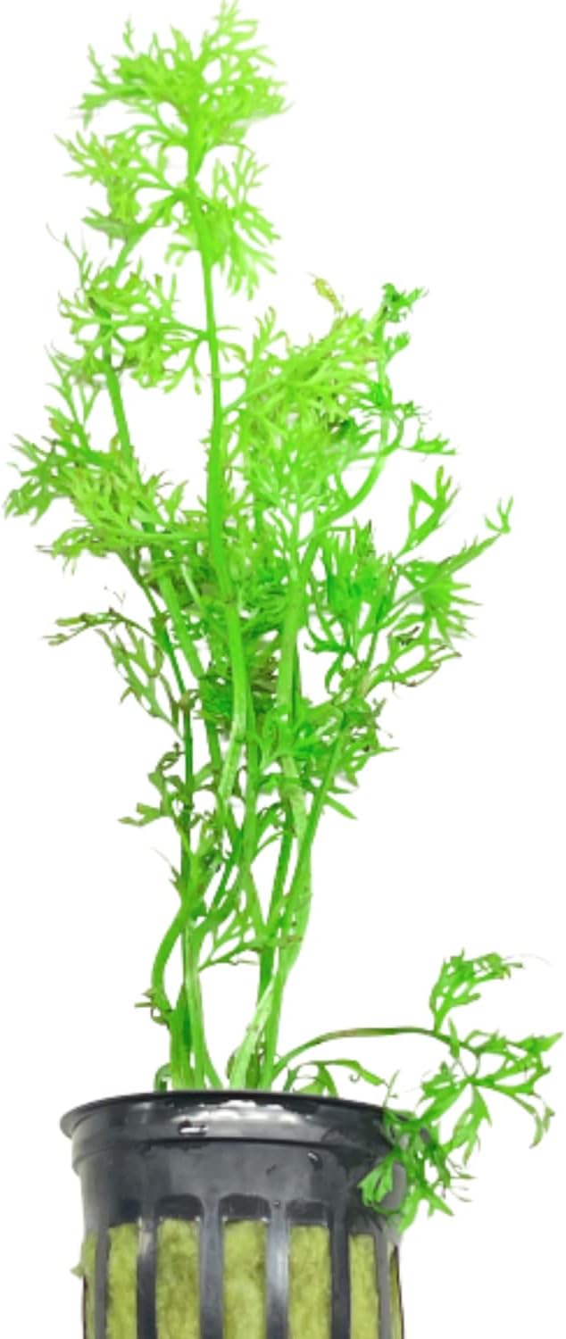 Water Sprite Potted Flower Live Aquarium Plant Tropical Freshwater Decorations BUY2GET1FREE