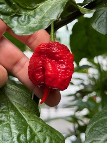 Carolina Reaper Chilli Pepper Seeds World’s Hottest Chilli with Fiery Flavour Grow at Home for Cooking & Challenges Easy to Sow & Cultivate 1 x Seed Packet by Thompson and Morgan