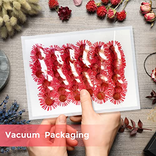 60 flores secas de crisantemo aguja rojas para manualidades miniatura 3