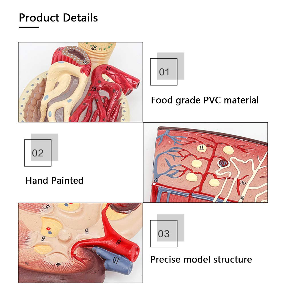 Anatomische Nieren Modell - Human Organ Anatomie Modell Nieren-Modell mit Nephron glomeruläre Harnapparat Medical Modell - für Medizinische Ausbildung Ausbildungshilfe