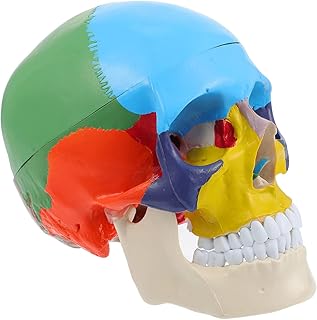 iplusmile Manquin Mini Human Skull Anatomical Model: Didactic Palm- Sized Anatomy Skull Model Exploded Skull Dental Clinic Teaching Equipment Teaching Learning Tools Manikin Body