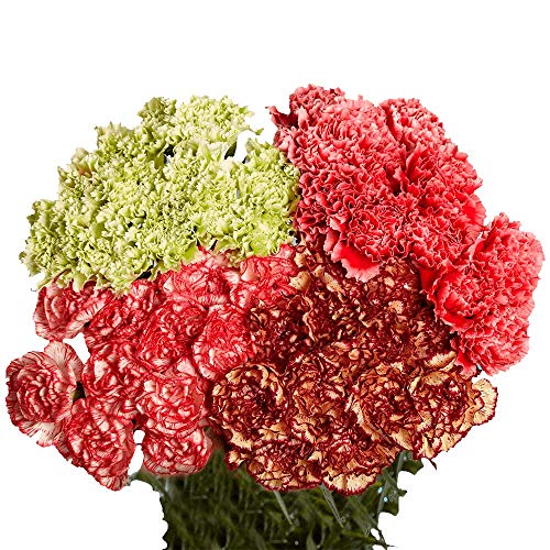 GlobalRose 400 Novelty Carnation Flowers - Responsibly Sourced Carnations Fresh Flowers - Hand-Picked Fresh Bouquet for Graduation, Anniversary, Birthday & Special Occasions (16 Bunches of 25 Stems)