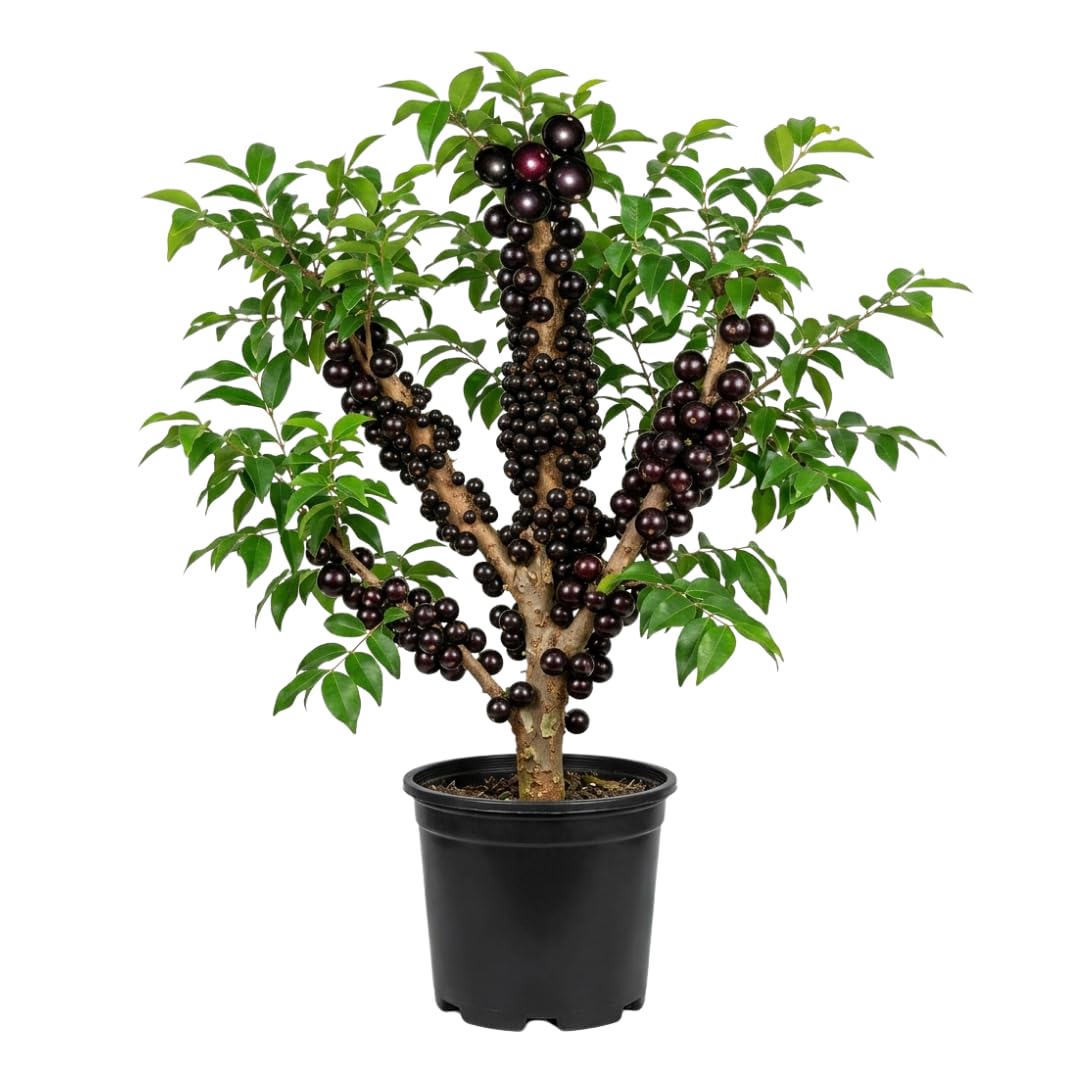 Amazon.com : Black Jaboticaba Tree Plant Live, Well Rooted 2 to 3