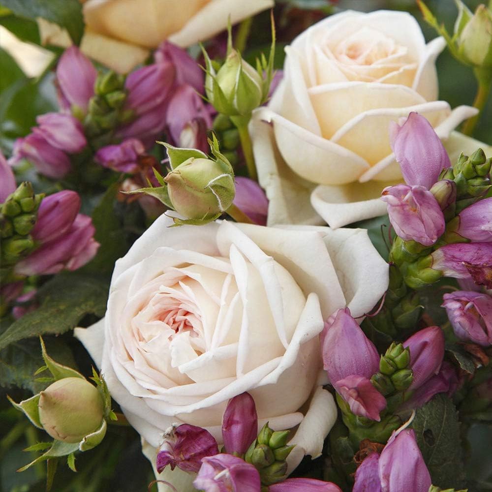 Heirloom Roses White Rose Plant - Parfuma® Madame Anisette™ Rose Bush, Grandiflora Roses Live Plant for Planting Outdoors
