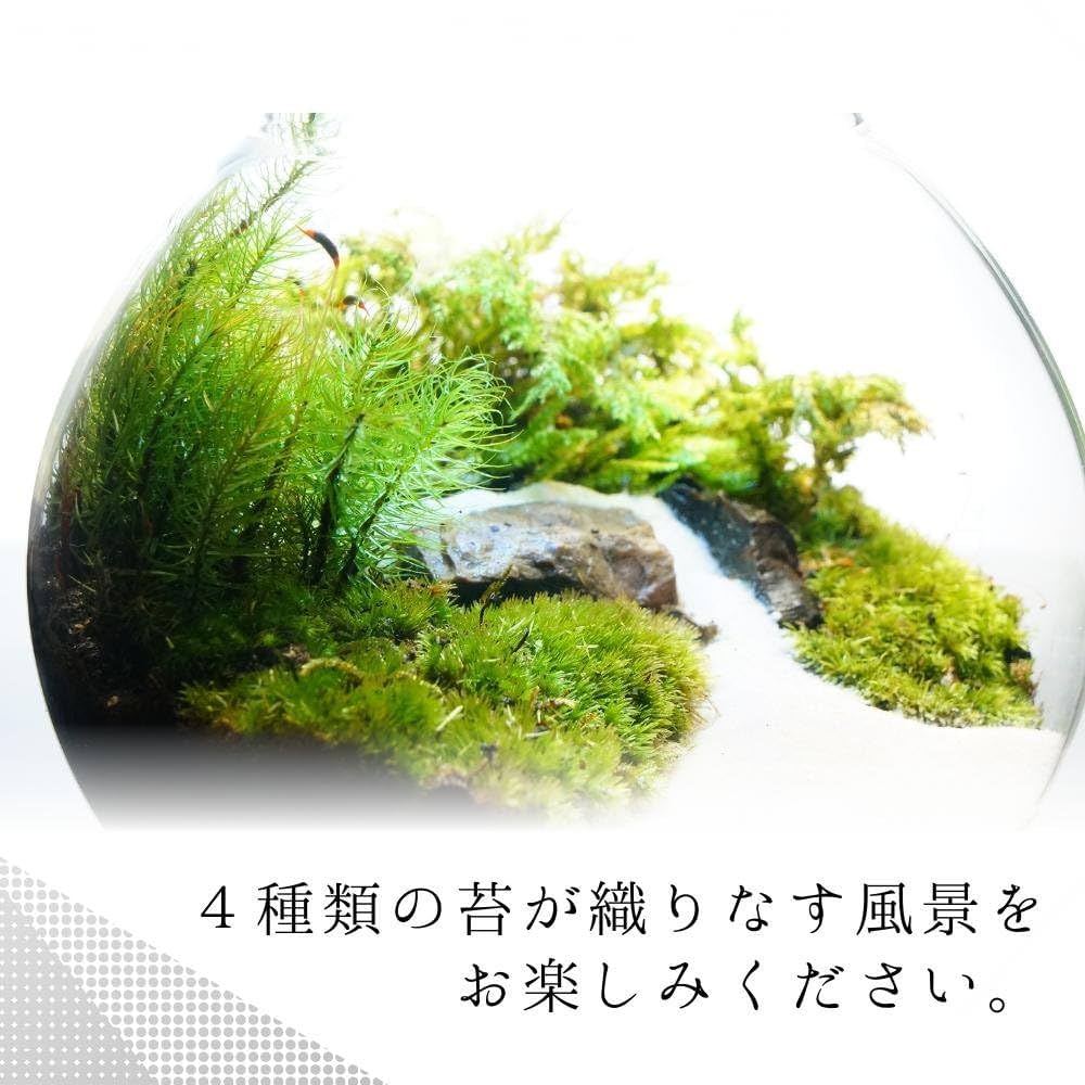 Amazon.co.jp: 【苔庵介る】 苔テラリウム 完成品 S LEDライト蓋