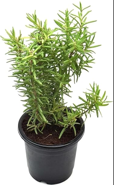 EverSneh Real Live Green Rosemary Plant (Rosmarinus Officinalis, Gulmehandi, Rujamari Exotic, Aromatic Outoor Garden Balcony With Black Plastic 3 Inch Size