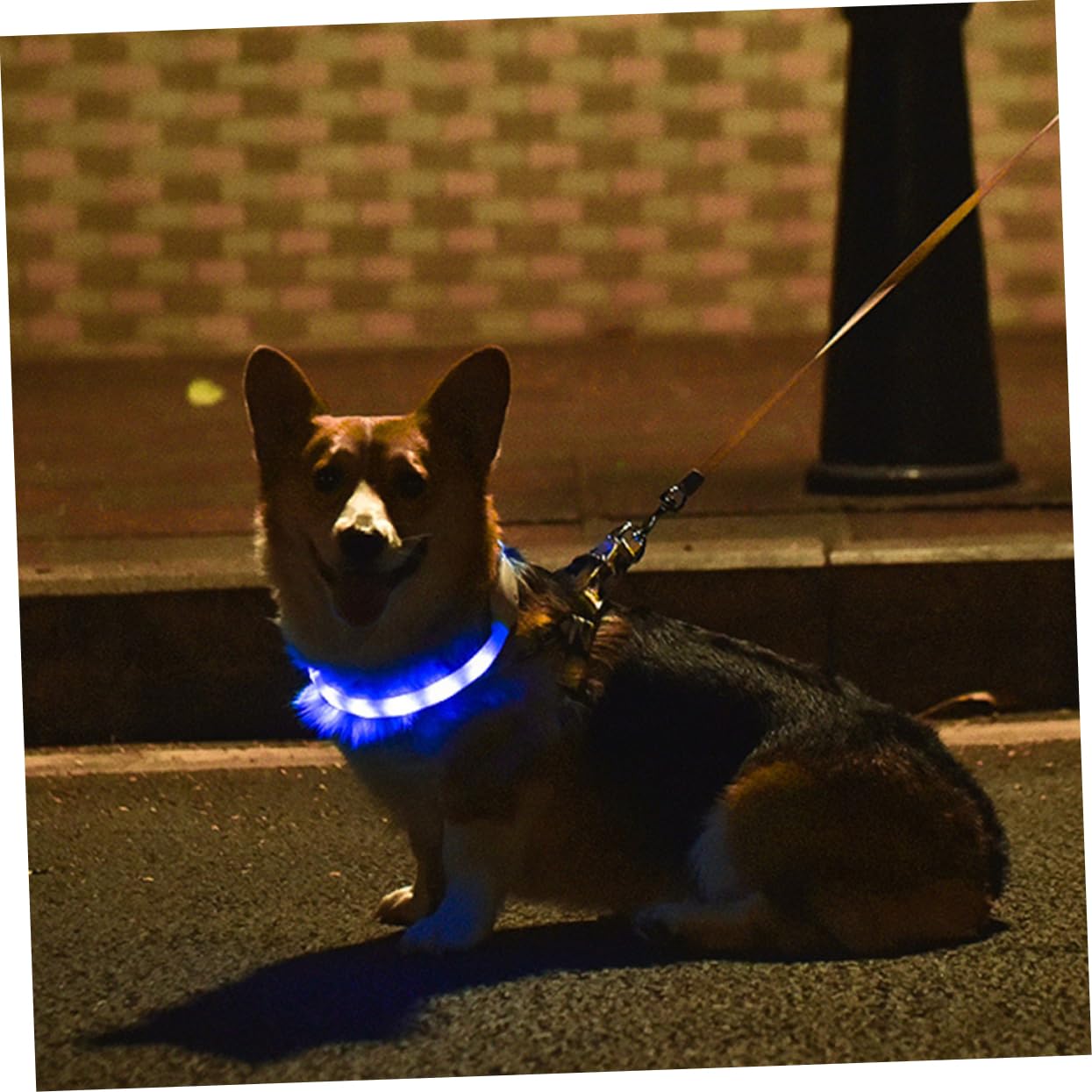 Toddmomy 3ensembles Collier LED pour Chien Rechargeable Collier Lumineux Ajustable USB Sécurité pour Animaux De Compagnie