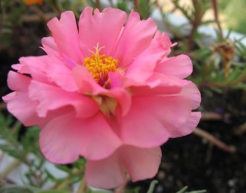 Miniatura 3 de 100 semillas de flor rosa Portulaca Grandiflora/rosa musgo *Comb S/H