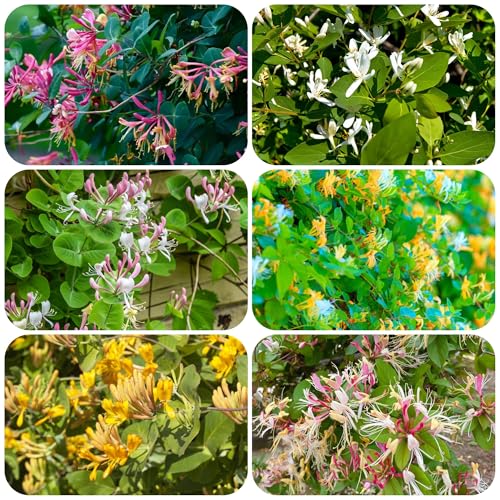 semi di caprifoglio, giardino resistenti perenni balcone esterno 420pcs