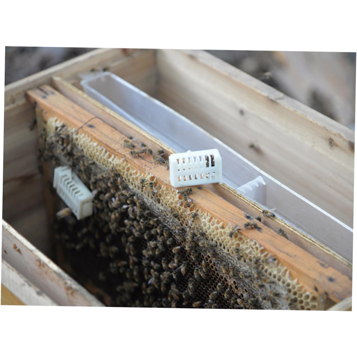 UPKOCH 1 Juego Traje Del Rey Yu Accesorios De Apicultura Crianza Inicio Incubadora De Abejas Incubadora Para Acuerdo Kit De Tazas De Celda De Abeja Kit De Apicultura