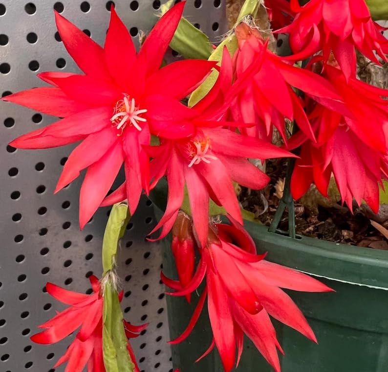 Red Orchid Cactus Live Plant (Epiphyllum Hybrid) | Rare Flowering Succulent | Bright Red Orchid-Like Blooms | Easy Care Hanging Indoor Plant-image-33