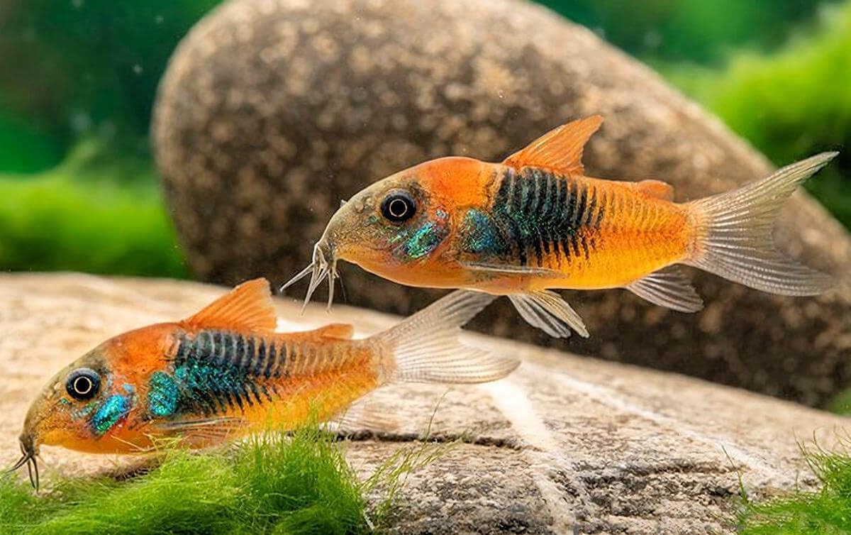Orange Venezuelan Cory (Pack of 4 Fish) - Aquarium Exotic Freshwater Live Fish