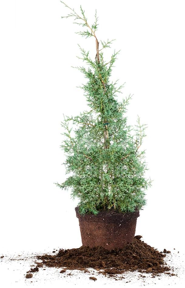Perfect Plants Carolina Sapphire Cypress 3 Gal. | Privacy Tree, Silvery Blue Green Needle-Like Foliage| Evergreen Wind Barrier