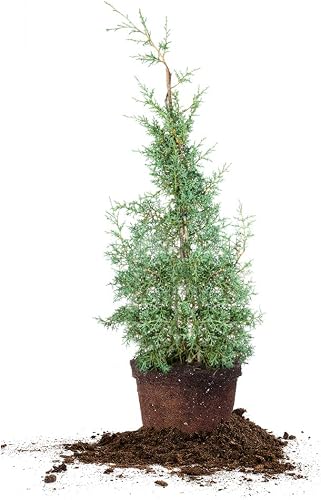 Perfect Plants Carolina Cypress