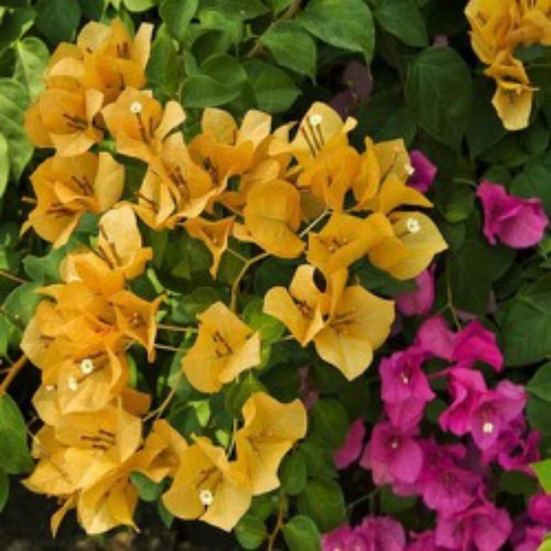 4 Bougainvillea Plants Live, Gold Bougainvillea Flower Plant, Live Bougainvillea Vine Plant for Gardening, 4 to 6 Inc in Height