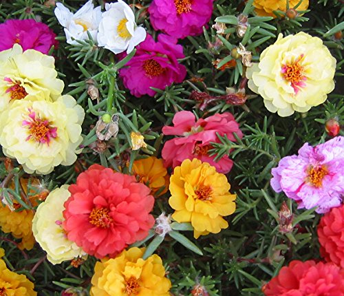 Portulaca (Purslane) Moss Roses Double-flowered Mixed Flower 1500 Seeds Portulaca (Purslane) Moss Roses Double-flowered Mixed Flower 1500 Seeds