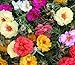Portulaca (Purslane) Moss Roses Double-flowered Mixed Flower 1500 Seeds