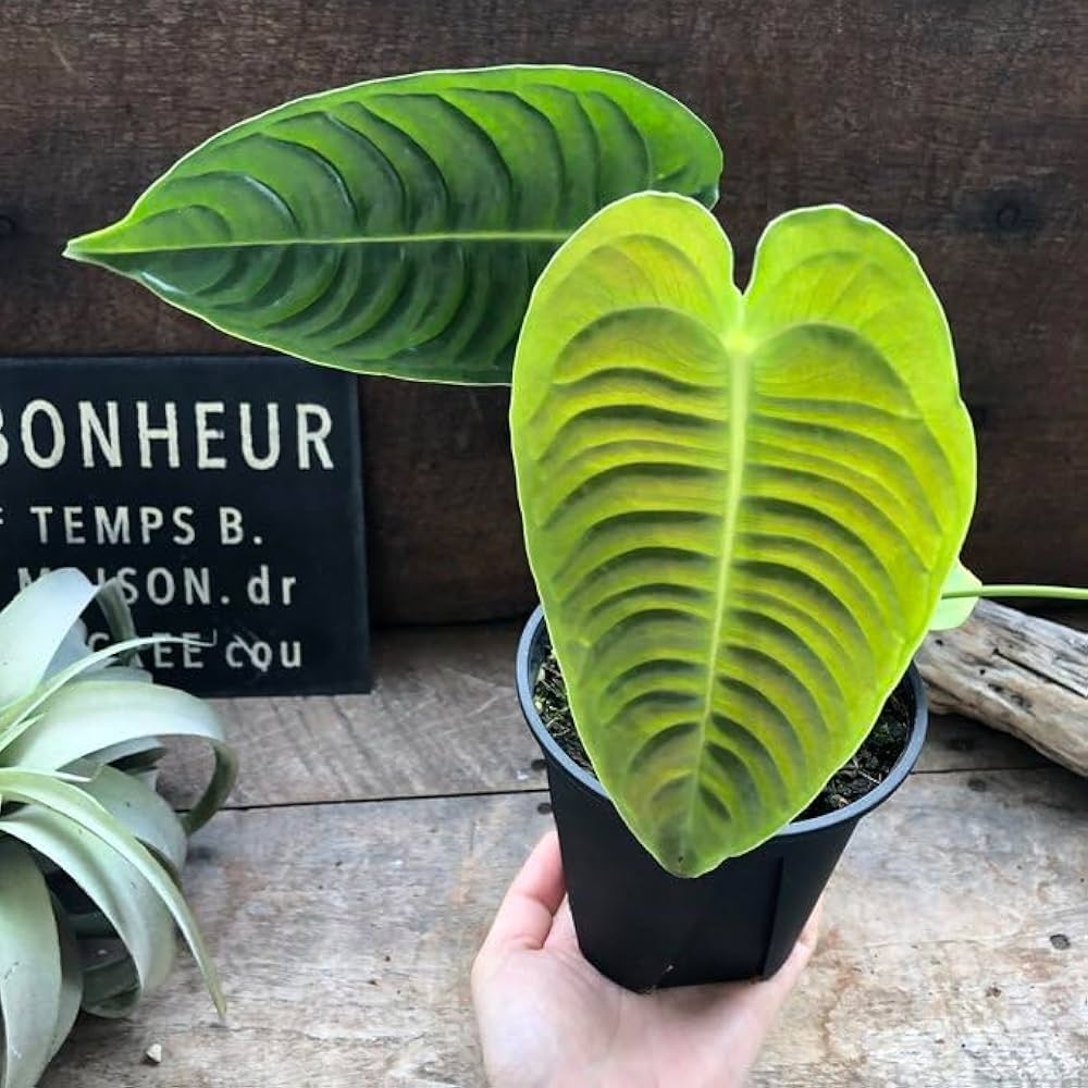 M*i様 アンスリウム　ベイチー Amazon｜アンスリウム ベイチー 4号ポット 観葉植物 希少｜観葉植物