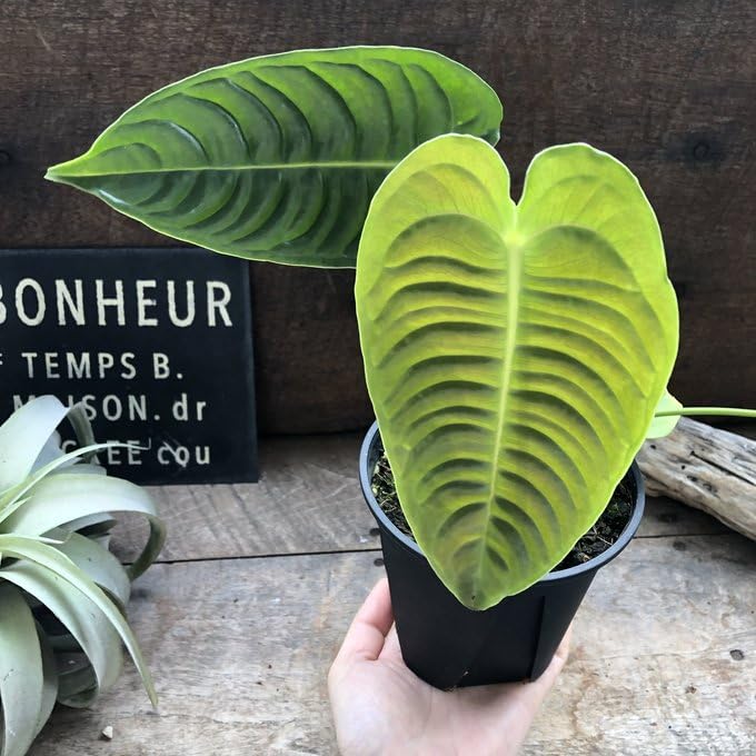 Amazon｜アンスリウム ベイチー 4号ポット 観葉植物 希少｜観葉植物