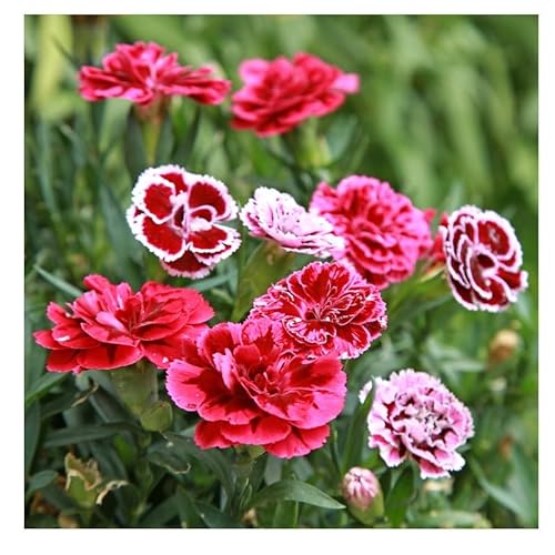 Sachet de graines de Oeillet vivace mignardise simple varié - 1 g - fleur vivace - LES GRAINES BOCQUET