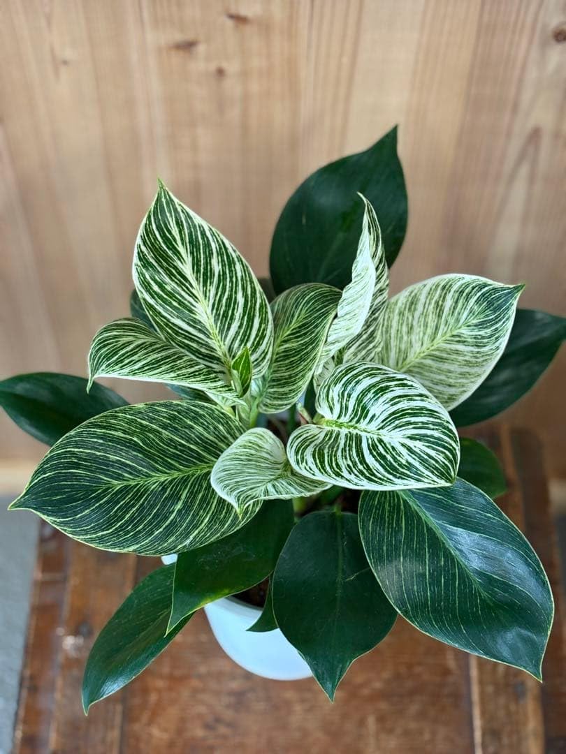 Amazon｜観葉植物 フィロデンドロン バーキン 斑入り｜観葉植物