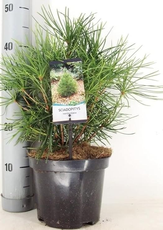 Sciadopitys verticillata Japanese Umbrella Pine Tree + Slow-Growing Evergreen Tree + in 19 cm Pot Approx 45 cm Tall