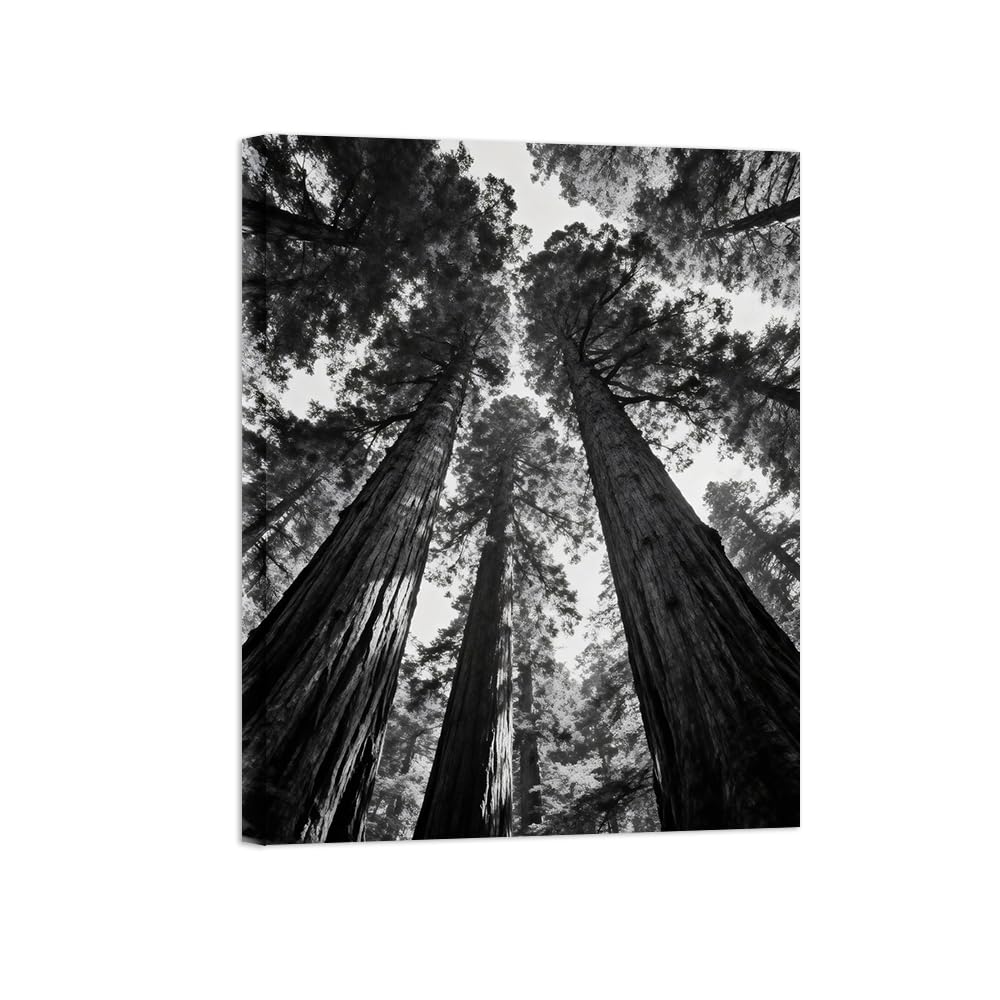 OZPWBVY Black and White Landscape Print Painting-Forest Tree 10-Minimalist Canvas Wall Art Picture for Home Ready to Hang 16x20in 40x50cm Wrapped Canvas