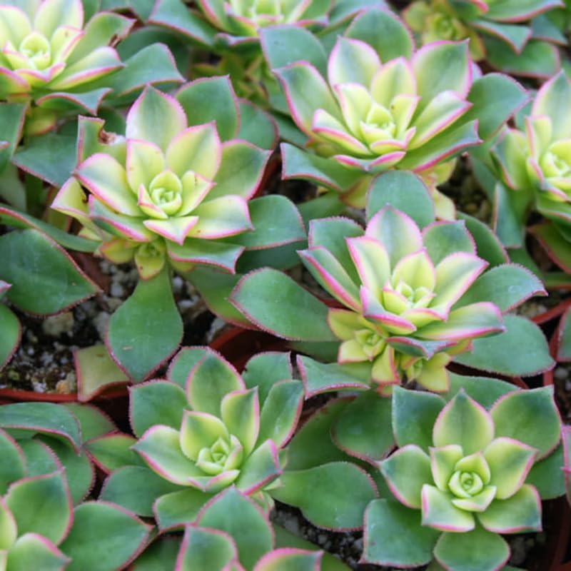 Miniatura 5 de Green Aeonium - Planta suculenta viva en maceta de 2 pulgadas, suculenta roseta, fácil de interior y exterior