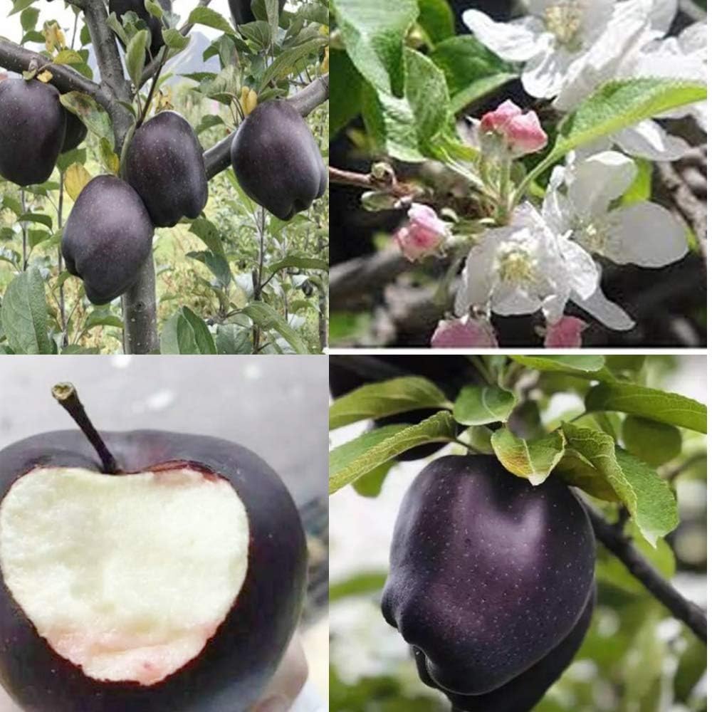 Rare Black Apple Tree, Live Grafted Plant, Suitable for Hot and Cold Climates (B0D2LSQY19) Amazon Price History, Amazon Price Tracker