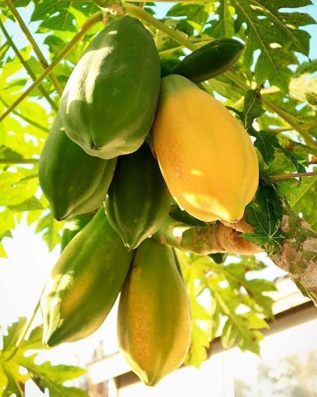 East west papaya seeds hybrid || East west hybrid seeds of papaya (50 seeds) (B0CL4JWBNV) Amazon Price History, Amazon Price Tracker