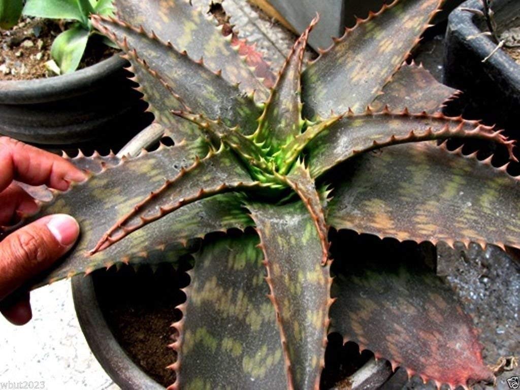 aloe vera king drink OKF Aloe Vera King Drink Cranberry Flavor 500ml