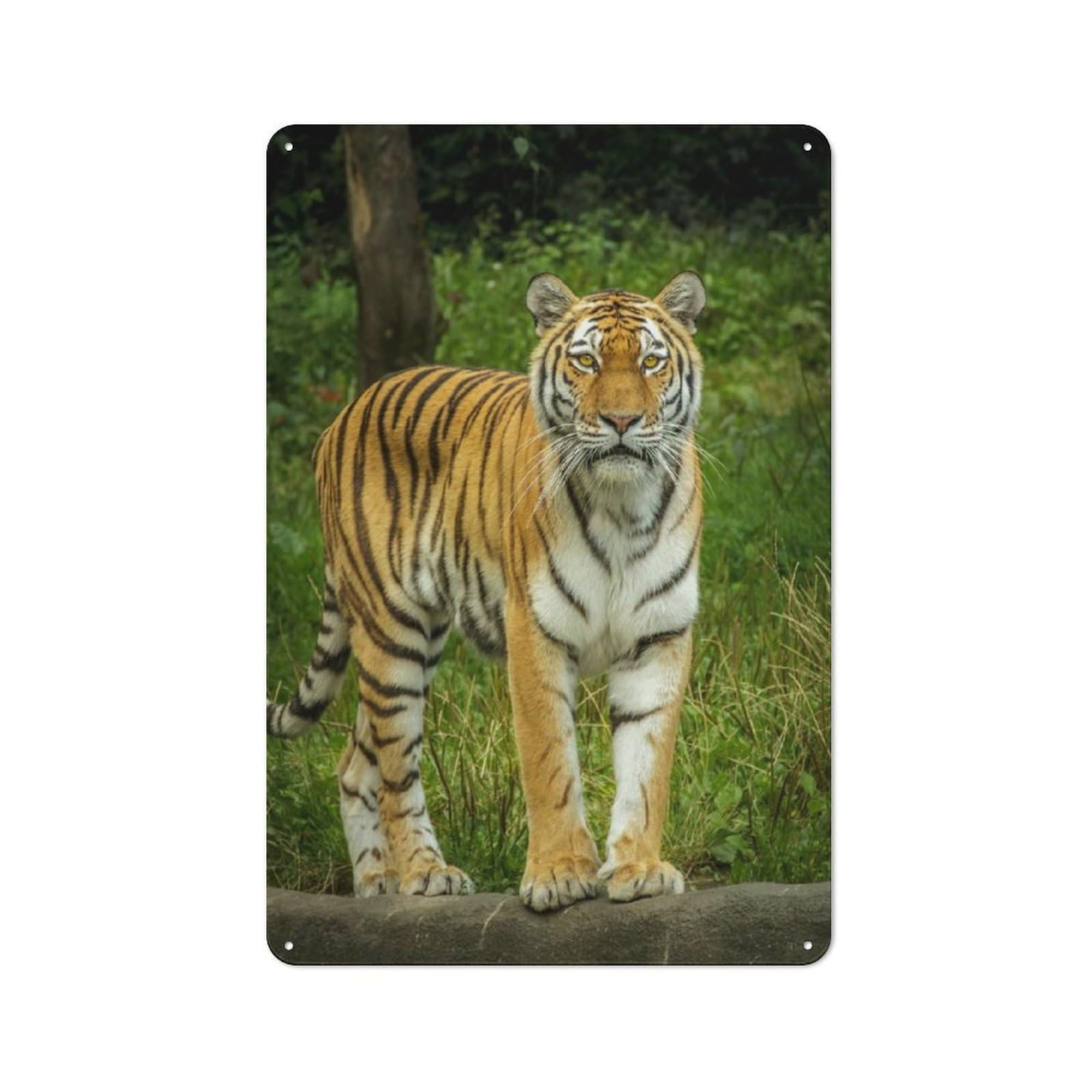 Junmoney Style-24 Tiger In The Wild Retro Tin Sign 30X20cm For Guest Room Or Hallway, For Kitchen, Dining Room And Home Bar Wall Decor